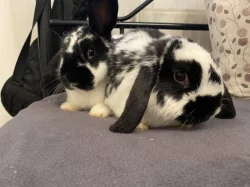 Daruji zakrslé králíky