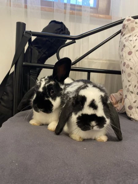 Daruji zakrslé králíky