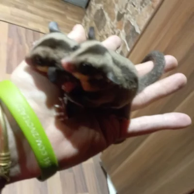 Vakoveverka létavá