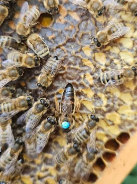 vyzimované včelí oddělky včely včelstva