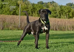 Darujeme nalezeného křížence cane corso