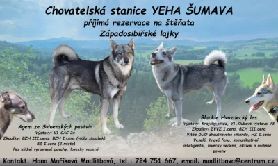 rezervace na štěňata