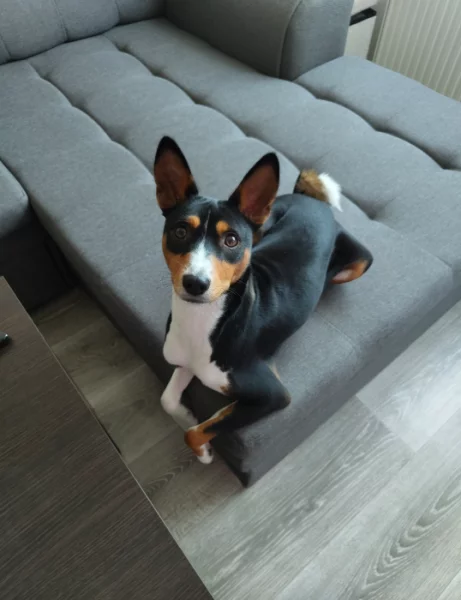 Hledám nový milující domov pro ročního basenjiho