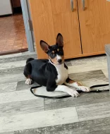 Hledám nový milující domov pro ročního basenjiho