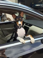 Hledám nový milující domov pro ročního basenjiho