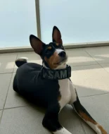 Hledám nový milující domov pro ročního basenjiho