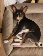 Hledám nový milující domov pro ročního basenjiho