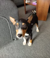 Hledám nový milující domov pro ročního basenjiho