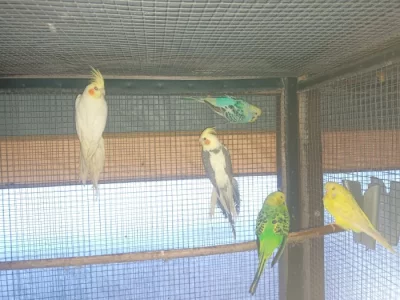 Prodám andulky a korely