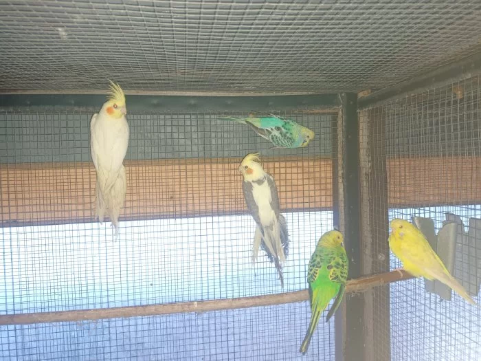 Prodám andulky a korely