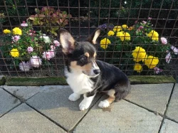 Welsh Corgi-pejsek