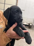 Labradorský retrívr