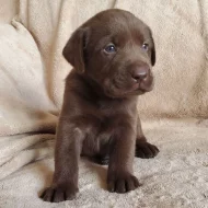 Labradorský retrívr