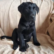 Labradorský retrívr