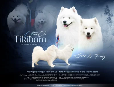 Samojed štěňátka s PP