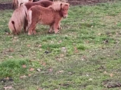 Pony shetland kobylka