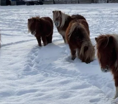 Pony shetland kobylka