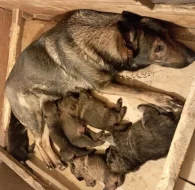 Německý ovčák štěnata s pp