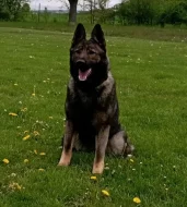 Německý ovčák štěnata s pp