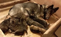 Německý ovčák štěnata s pp