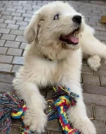 Zadáme štěňata Jihoruského ovčáka s PP