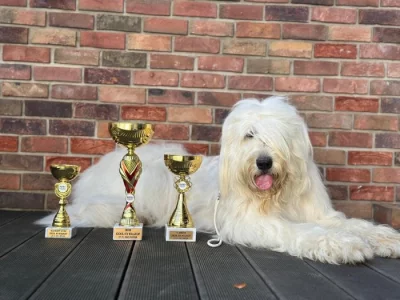 Zadáme štěňata Jihoruského ovčáka s PP