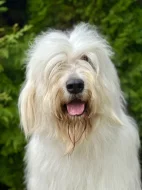 Zadáme štěňata Jihoruského ovčáka s PP