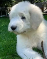 Zadáme štěňata Jihoruského ovčáka s PP