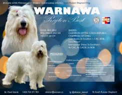 Zadáme štěňata Jihoruského ovčáka s PP