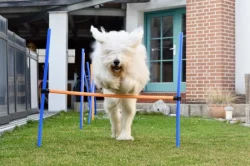 Zadáme štěňata Jihoruského ovčáka s PP