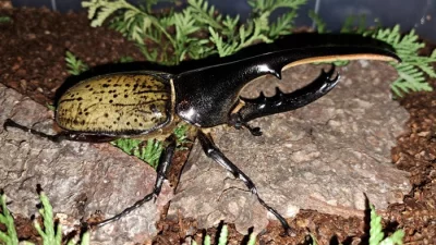 Aktuální nabídka larev zlatohlávků a nosorožíků