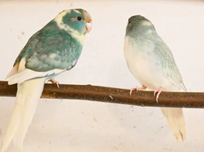 Prodám kakariki rudočelé