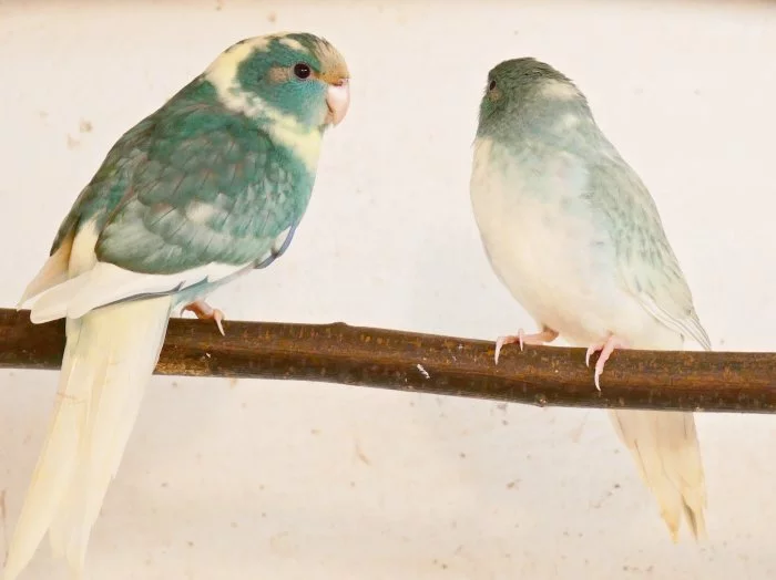 Prodám kakariki rudočelé