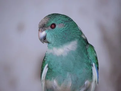 Prodám kakariki rudočelé