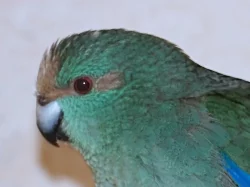 Prodám kakariki rudočelé