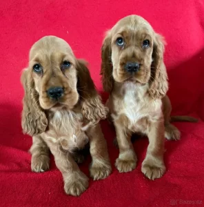 Koupím Anglického Kokršpaněla