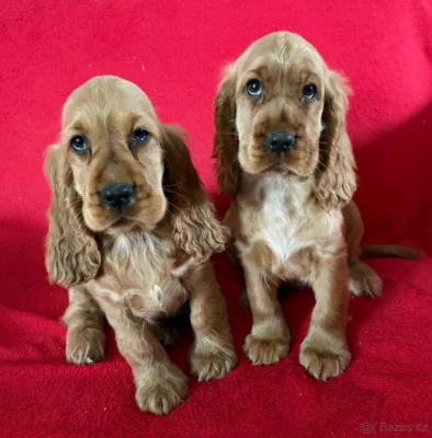 Koupím Anglického Kokršpaněla