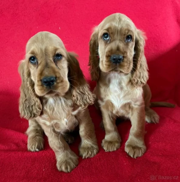 Koupím Anglického Kokršpaněla