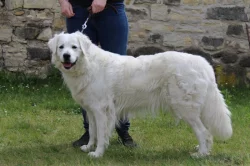 Slovenský čuvač - štěňátka s PP