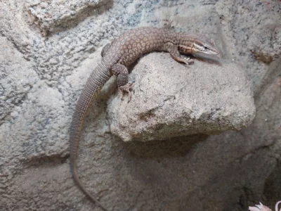 Poptávám Varanus acanthurus