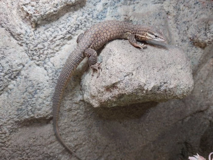 Poptávám Varanus acanthurus