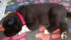 štěňata s PP Americká Akita prodam