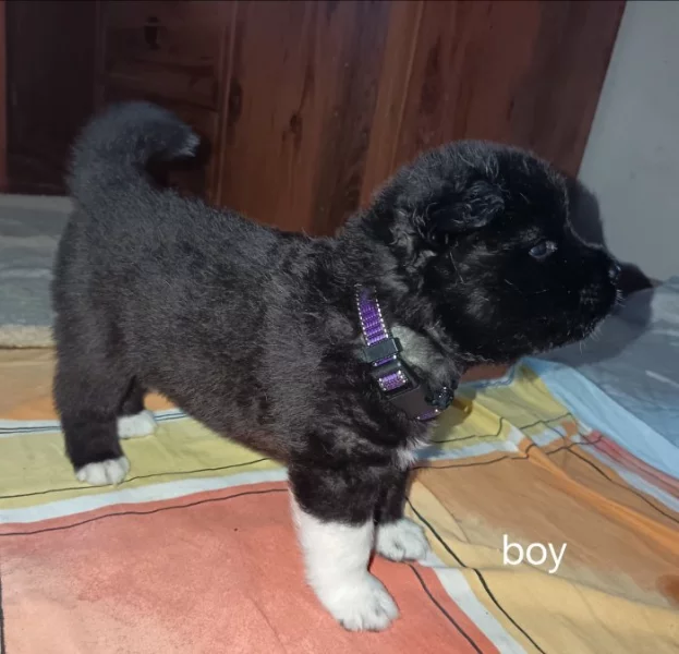 štěňata s PP Americká Akita prodam