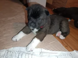štěňata s PP Americká Akita prodam
