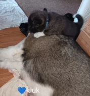 štěňata s PP Americká Akita prodam