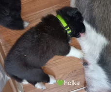 štěňata s PP Americká Akita prodam