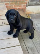 Prodám labradorského retrívra