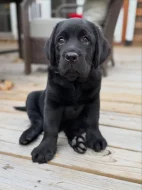 Prodám labradorského retrívra