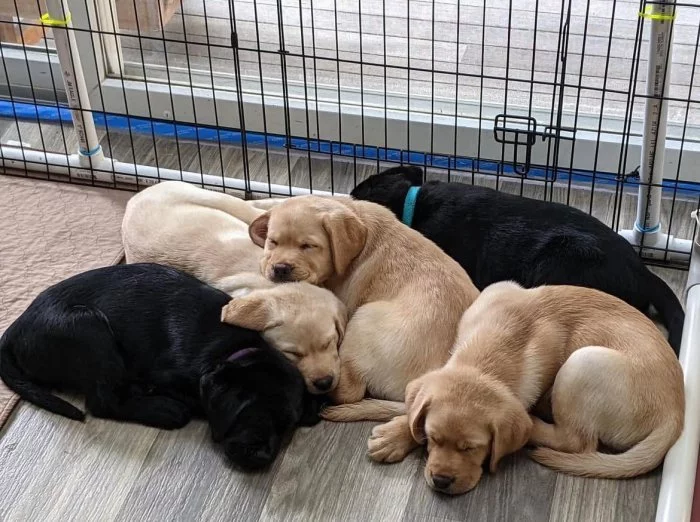 Prodám labradorského retrívra