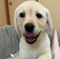 Prodám labradorského retrívra